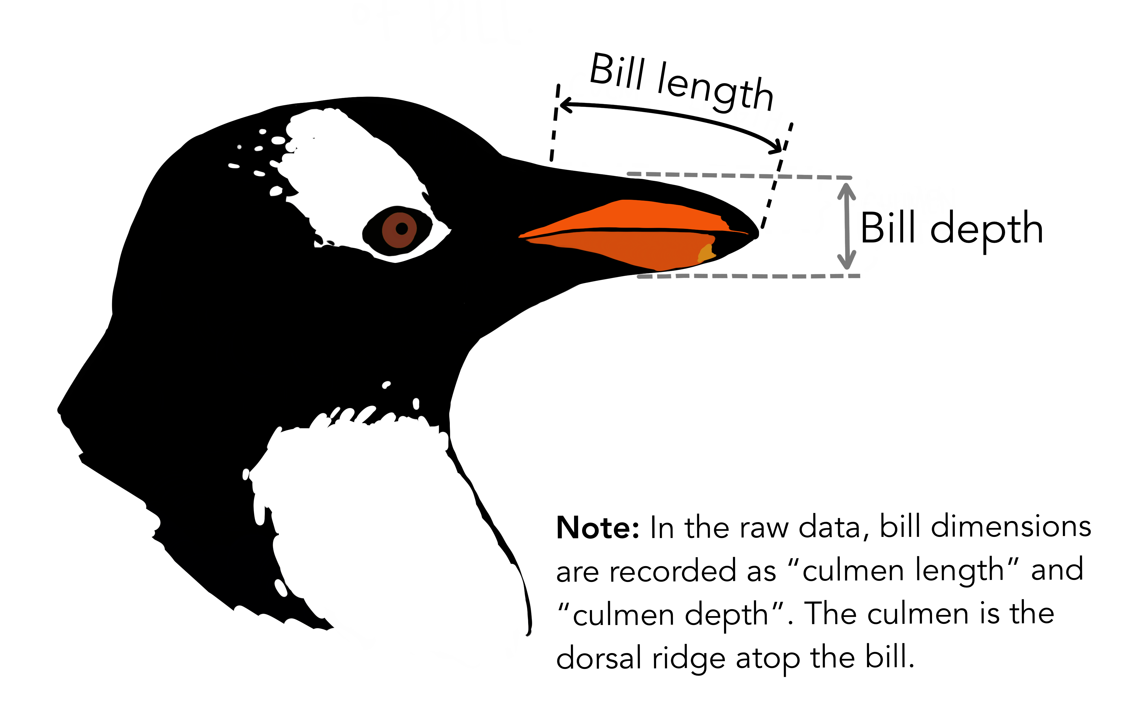 Illustration of how the beak dimensions were measured. In the raw data, bill dimensions are recorded as "culmen length" and "culmen depth". The culmen is the dorsal ridge atop the bill.